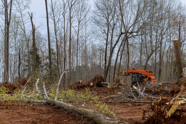 Best Emergency Tree Removal  in Waseca, MN