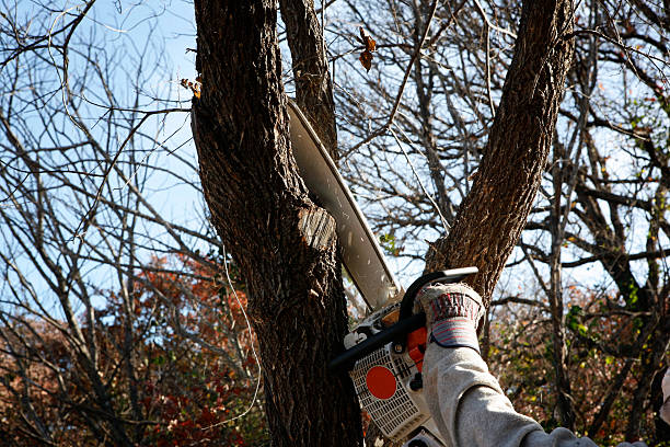 Best Storm Damage Tree Cleanup  in Waseca, MN