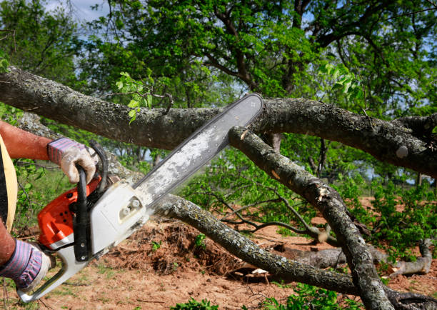 Best Tree Risk Assessment  in Waseca, MN